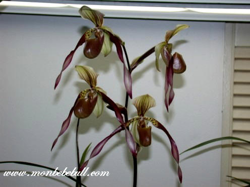 Paph lowii.jpg